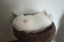 兽牌云端实木猫爬架小户型猫架带窝猫咪抓柱猫架子猫树猫窝猫抓板一体 小树屋【实木柱+大窝】 实拍图
