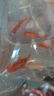 金鱼草金鱼观赏鱼冷水好养耐活小鱼苗锦鲤 5-7cm 红草金买1条送1条（加备损） 实拍图