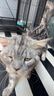 修灭盾狗狗眼药水猫咪硫酸新霉素滴眼液宠物抗菌消炎药去泪痕流泪眼屎多 实拍图