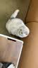 Diamond Care钻石护理低脂绝育减肥控体健美鲜肉成猫粮2.72kg 效期27年10月 实拍图