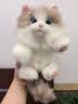 麦扣羊仿真猫咪玩偶毛绒挂件钥匙扣情侣挂件玩偶小礼品送女友生日礼物 布偶猫小挂件 赠-精美礼盒+代写贺卡 实拍图