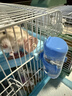 派乐特 仓鼠水壶仓鼠饮水器喝水器龙猫滚珠荷兰猪豚鼠兔子用品喂水器 实拍图