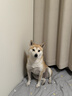疯狂小狗小耳朵冻干夹心狗粮泰迪比熊中小型幼成犬通用护肠胃1.5kg犬粮3斤 实拍图