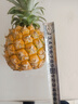 广东徐闻香水菠萝新鲜水果生鲜热带孕妇水果整箱包邮 1个装 单果1.3-1.5斤 实拍图