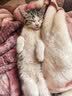 妙三多幼猫成猫猫咪疫苗妙三多猫瘟猫鼻支嵌杯病毒猫三联首次疫苗预防针 国产妙三多*3+高端狂犬 1瓶*1袋 实拍图