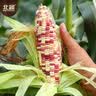 北蔬 玉米种子苗香甜糯自种苞米四季蔬菜种籽 彩甜糯6号玉米种子100g 实拍图
