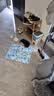树奢混血德牧幼犬活体德系牧羊犬黑背德国牧羊犬宠物狗狗看家护院 花色/杂色 2026-09-01 花花 宠物级 德牧幼犬 公 实拍图