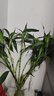 【富贵竹】广州发货水培植物好养懒人节节高供佛办公室内礼物七夕 富贵竹60cm10支 实拍图