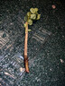 重瓣红三角梅盆栽带花三角梅苗勤花品种爬藤老桩室内花卉植物四季 重瓣粉 3年苗【当年开花】不含盆 实拍图