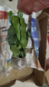 御卉阁 绿植盆栽花卉昙花苗  琼花苗 俗称月下美人 香味浓郁室内外盆栽 4年苗当年开花 晒单实拍图