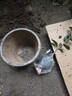 御卉阁茶花盆栽带花苞四季开花室内阳台好养浓香型山茶花树苗花卉绿植 五色赤丹(强力推荐) 2年苗 实拍图