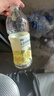 七鲜金桂黄茶900ml*6瓶 0糖0脂无糖大瓶装茶饮料 实拍图