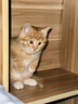 舒腾中华田园小猫咪活体田园猫宠物家养猫咪橘猫幼猫活体土猫狸花猫咪 田园级 橘猫 公（幼猫两个月左右） 实拍图