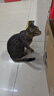 醇粹猫粮 幼猫成猫全价猫粮纯粹猫粮  英短美短布偶折耳加菲老猫粮 【双效滋养】鲜鸡肉三文鱼磷虾猫粮4斤 实拍图