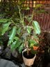护花侬四季浓香开花白兰花苗盆栽室内阳台观花植物黄角兰绿植大树苗玉兰 白兰6年苗直径2cm 不含盆 实拍图