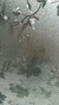 希偌静电玻璃贴纸厨房推拉门芙蓉花窗贴透光不透明窗户防窥防走光贴膜 实拍图