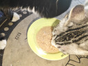 领先成猫尝鲜礼包主食级烘焙猫粮猫条餐盒汤包（新老款随机发货） 实拍图