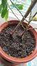 德沃多18L植物营养土通用养花土种菜有机土壤泥炭土绿植盆栽种植 实拍图