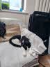 贵为（GiGwi）逗猫玩具电动滑动发声老鼠小猫咪自嗨解闷神器磨牙宠物玩具逗猫棒 实拍图