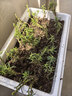 重瓣太阳花苗宿根混色植物绿植花卉盆栽四季开花带根带花苞发货 重瓣混色8-12色 20枝 带根带土 实拍图