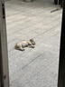 猫窝狗窝房子型四季通用小型犬泰迪冬季保暖可拆洗狗屋宠物床用品 小熊 大号(45*40*45)适16斤内 实拍图