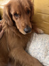 伯纳天纯牛肉粒冻干三拼肉松犬粮中大型犬小型犬成年犬粮 20kg/40斤 实拍图