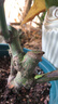 玫瑰花苗老桩绿植物盆栽月季蔷薇老根室内外阳台庭院特大花卉四季 21紫玫瑰（老桩苗四季开花） 实拍图