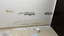 三棵树漆墙面修补膏耐水白墙面去污补墙面修复膏涂料裂缝墙皮脱落腻子粉膏 实拍图