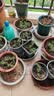 【带根土带花苞】重瓣太阳花苗宿根绿植花卉盆栽四季开花庭院阳台 【8-20个颜色】50棵苗 不含盆 实拍图