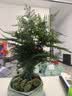 花行榜文竹盆栽绿植物室内客厅中式禅意盆景办公室摆件高端花卉源头直发 实拍图