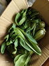 【东东买菜】四季小青菜自种大棚小油菜现摘超市涮火锅时令蔬菜 河南小青菜5斤装 净重 实拍图
