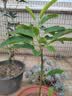 护花侬四季浓香开花白兰花苗盆栽室内阳台观花植物黄角兰绿植大树苗玉兰 白兰5年苗50高 不含盆 实拍图