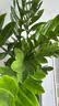 【金钱树】盆栽客厅室内植物钱串子大型发财绿植乔迁开业送盆花卉 6-9株 60-70cm+罗马柱树脂花盆 送肥料 实拍图