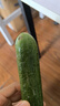 京鲜生山东精品嫩水果黄瓜 净1.6斤单果70g左右 水嫩精选幼瓜 源头直发 实拍图