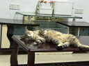 京东京造 冻干双拼全价猫粮10kg鱼肉味 全阶段成猫幼猫[新老包装随机发货] 实拍图