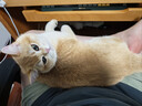 BOTH 羊奶猫布丁 猫零食果冻 猫奶酪羊奶猫湿粮 50粒(1大桶） 实拍图