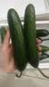 京鲜生山东精品嫩水果黄瓜 净1.6斤单果70g左右 水嫩精选幼瓜 源头直发 实拍图