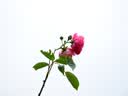 奥林巴斯（OLYMPUS）PEN E-P7 微单相机 北京上海广东江苏浙江河南重庆广西大连吉林云南西藏85折（14-42mm）银色 实拍图