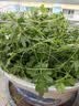 四季食用紫苏种子薄荷种子细叶苦苣种子家庭四季阳台种植盆栽驱蚊 驱蚊食用薄荷家庭种约3000粒3包 实拍图
