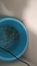 小型鱼饲料小鱼食鱼食小颗粒微粒专用斗鱼热带观赏鱼凤尾孔雀鱼粮 0.6mm上浮高蛋白不浑水丨适合5-8厘米鱼体 1100ml/瓶【1瓶高蛋白鱼粮+喂食勺】 上浮颗粒丨不浑水丨不喷油丨增体丨増艳 实拍图