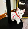 阿莫尔猫咪衣服夏天薄款甜美连衣裙防掉毛布偶金渐层狗狗衣服吊带蛋糕裙 樱桃蛋糕裙【透气柔软】 XS（建议1-3斤 参考胸围背长） 实拍图