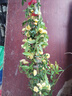 琅阙黄木香花树苗种子四季开花爬藤爬墙植物蔷薇月季 50-80cm源头直发 实拍图