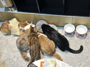 皇家幼猫猫粮 幼猫奶糕 K36 通用粮 4-12月 4.5KG 实拍图