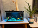 米家智能生态鱼缸还原自然生态 智能鱼缸+滤芯套装 实拍图