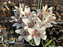 爱丽思（IRIS）Deepot花盆加厚树脂控根圆口绿萝绣球月季多肉发财树塑料加仑花盆 6号浅绿色(口径约20.3cm)约3L 实拍图