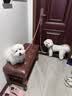 伊珊娜意大利进口isb经典宠物沐浴露猫咪狗狗温和无泪 幼犬猫香波500ml 实拍图