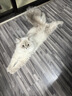 卫加全价猫粮20斤装 成猫幼猫主粮全阶段通用型天然粮10kg 实拍图