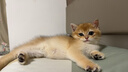 顽皮小金盾猫粮100%鲜肉全价成猫冻干猫粮1.8kg鸭肉配方三重呵护肠胃 实拍图