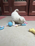 HELLOJOY狗狗玩具球小狗磨牙棒骨头耐咬狗咬胶小型犬宠物用品幼犬自嗨解闷 实拍图