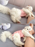欢宠网宠物猫咪绝育服猫手术服母猫衣服断奶术后恢复幼小猫猫透气防舔衣 实拍图